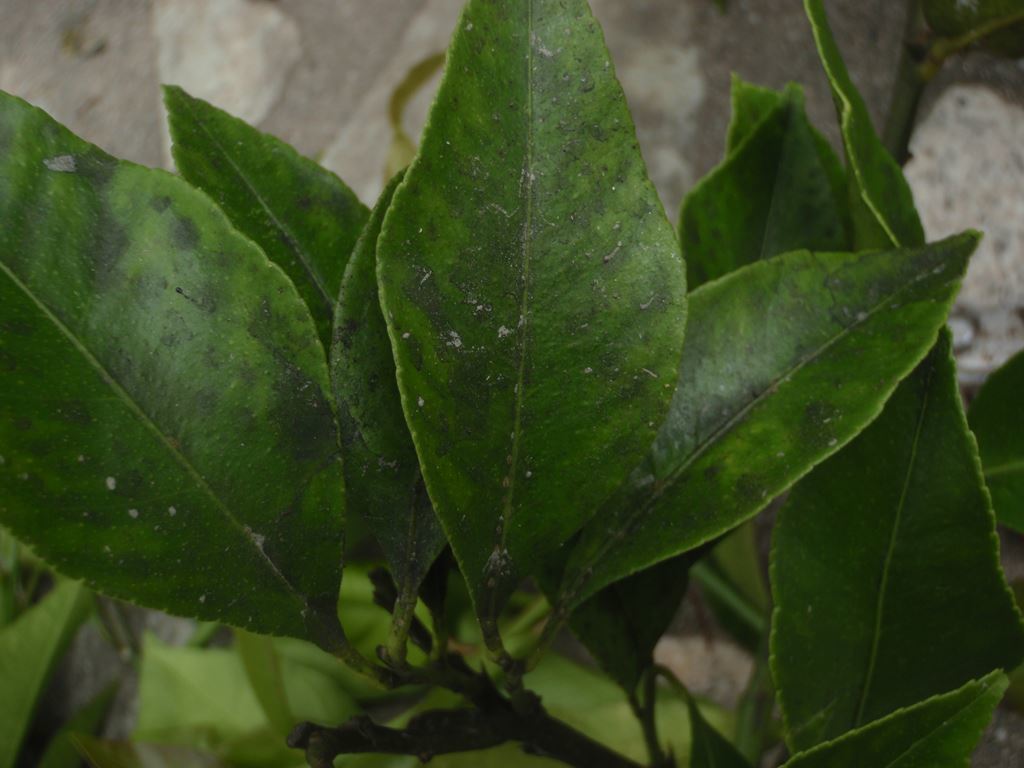 いまさら聞けない「すす病」の原因と対策症状の特徴、診断のポイント、植物への影響とその対処法を徹底解説マイナビ農業