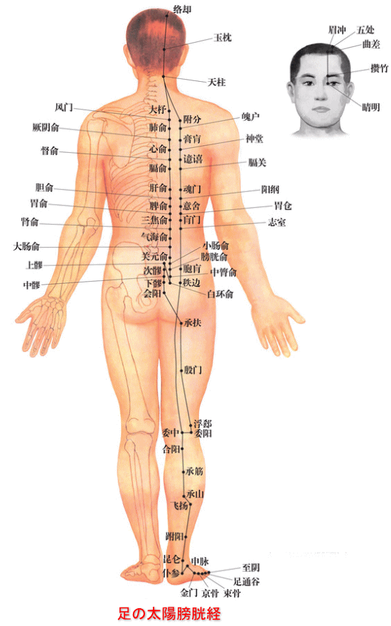 ツボ」のイラスト素材・ベクター画像 - イメージマートimagemart