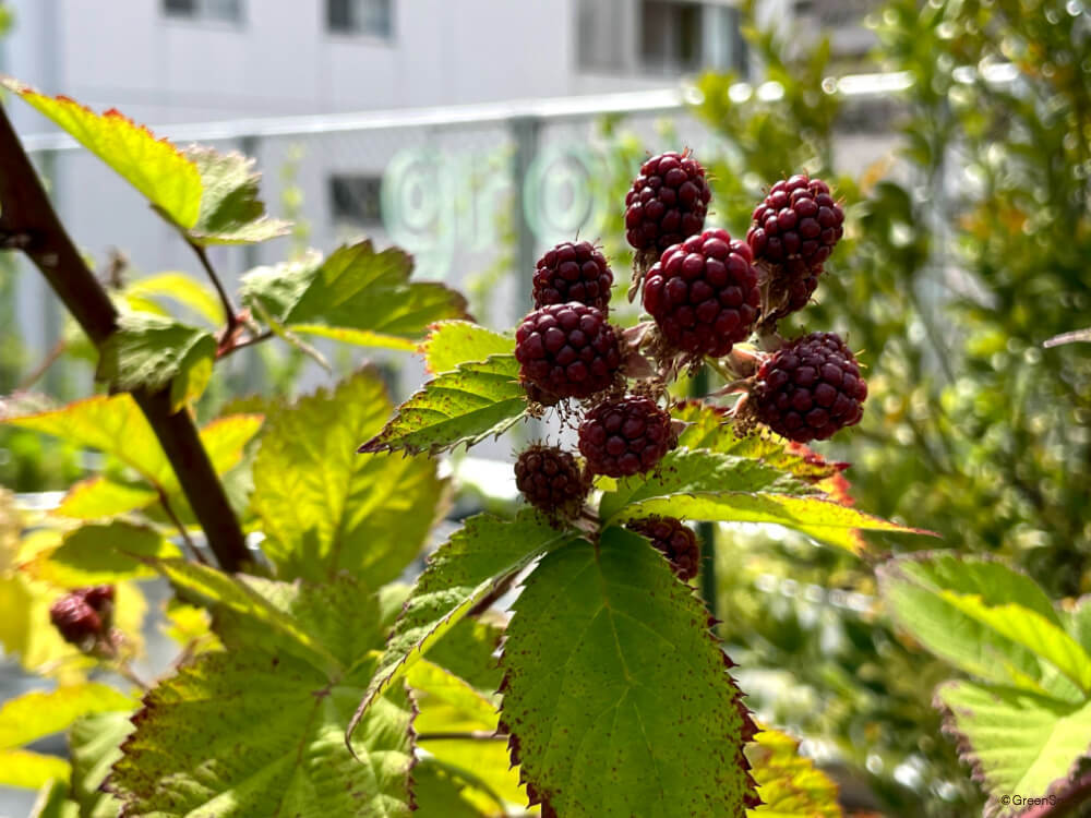 ラズベリーの育て方・栽培方法LOVEGREEN ラブグリーン