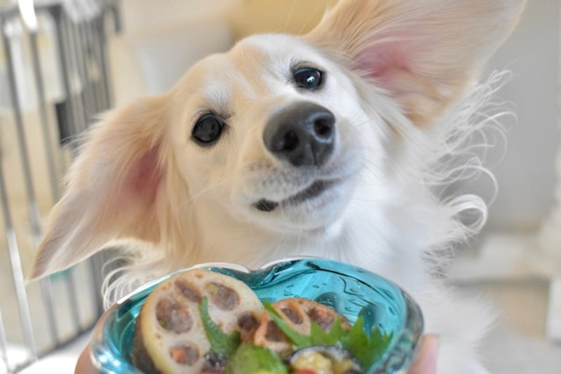 手作りドッグフードの作り方・レシピ 免疫力アップごはん396ワンズ レシピとハンドメイド- 楽天ブログ