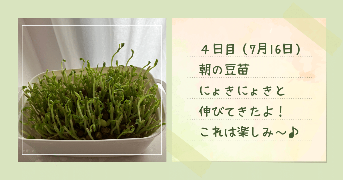 ✴︎, 🌱豆苗再生栽培記録🌱, スーパーで買ってきた豆苗を, 再生栽培してみました！, 毎日お水を変えるだけ✨, わっさわさに成長しました🌱,豆と緑黄色野菜の両方の栄養を併せ持つ, 栄養バランスの良い野菜！, アンチエイジング、美容にも効果アリ♡, いろいろなお料理に活用できそうです♪,今日は, @maikonoryouri 先生と,腸活パズル のみなさんの, レシピを教えていただき,