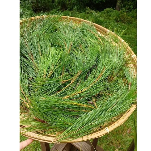 松の花粉対策と花摘み