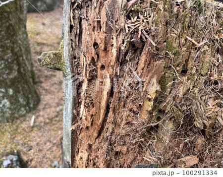 森の中の腐った倒れた木の断面。の写真素材・画像素材 Image 53832297