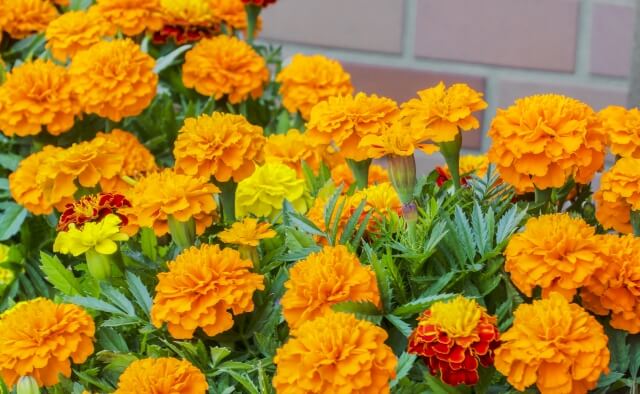 元気」や「健康」の花言葉を持つ花LOVEGREEN ラブグリーン