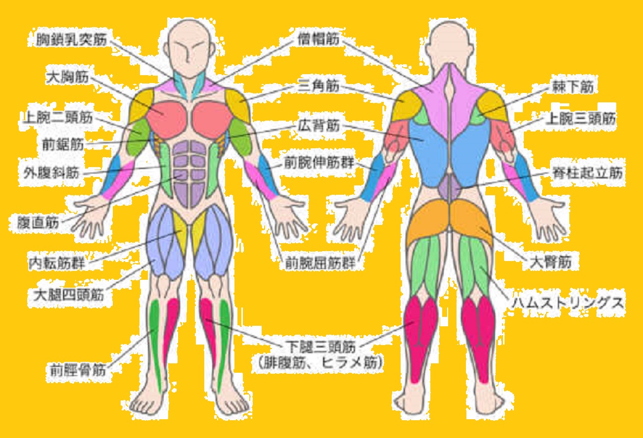 男性の筋肉イラストの描き方。筋肉の場所・名称・構造を理解するお絵かき講座パルミ