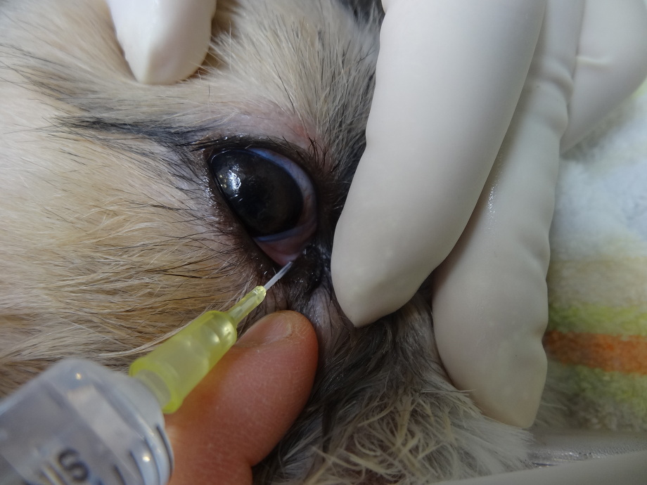 犬の逆さまつ毛はどうするの？目玉医者のスローライフ日記ー２