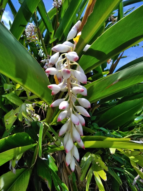 月桃の実のおはなし – クラシコサエル