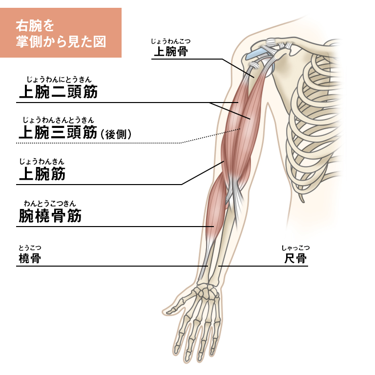 腕橈骨筋を鍛える筋トレ種目 前腕を太くしてカッコいい腕づくりSharez for Trainerパーソナルトレーナー向けメディア