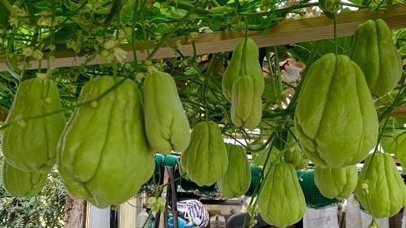 ハヤトウリ栽培成功の秘訣摘心テクニック