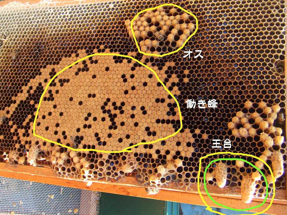 はちみつ豆知識 山のはちみつ屋オンラインショップ