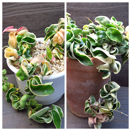 ホヤの育て方植物図鑑HanaPrime ハナプライム