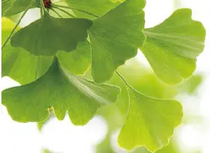 イチョウ葉エキス末ビーエイチエヌ BHN 株式会社