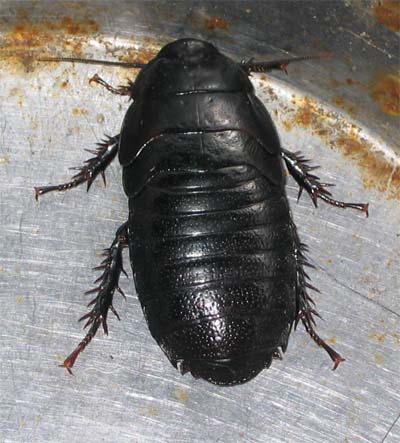 黒い小さい虫が壁に！飛ばないゴキブリみたいな虫の正体と対処法 丸い・細長い別