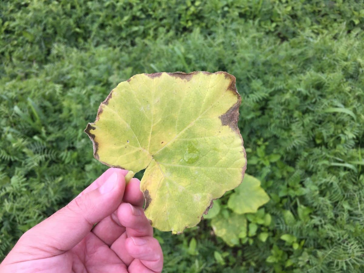 うどんこ病にかかる原因と予防法、うどんこ病にかかった時の対処法カジトラ