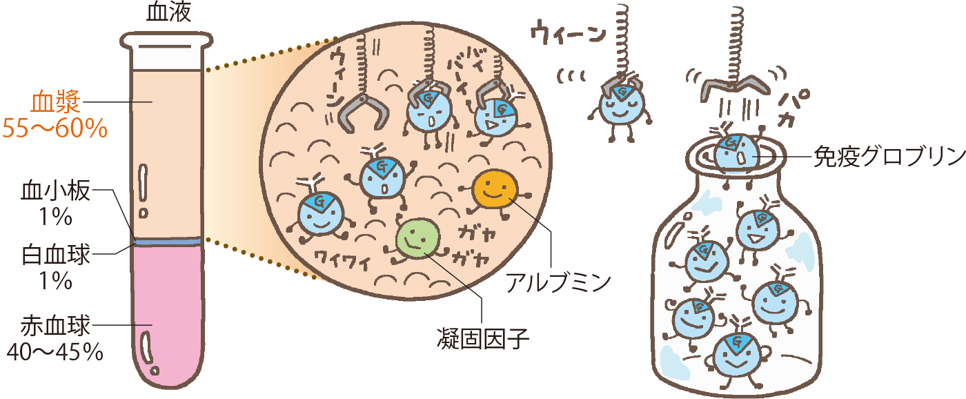 免疫グロブリン製剤ってどんな薬？ -5つの質問-免疫グロブリン療法を受ける患者さんとご家族へ 天疱瘡・類天疱瘡