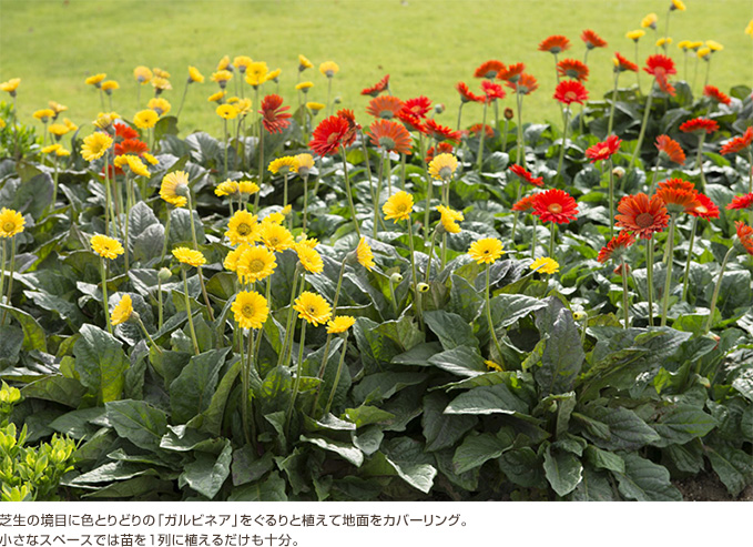 ガーベラの育て方・栽培方法LOVEGREEN ラブグリーン