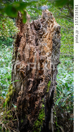大きな古い倒木腐った木が新しい成長する木 - コケのストックフォトや画像を多数ご用意 - コケ, ダメージ, ポーランド - iStock