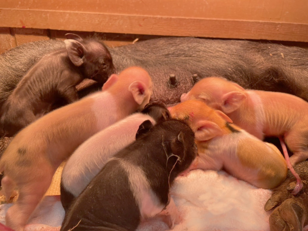 へその緒はいつ取れる？取れた後のお手入れ方法は？札幌市清田区の産婦人科「札幌みらいクリニック」