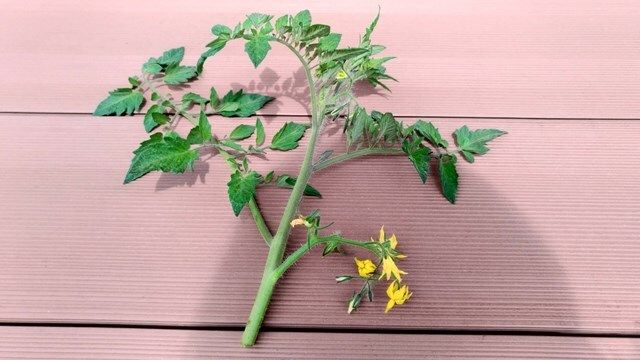 秋冬でもできるトマトの栽培方法！マイクロトマトの育て方 – まあくんのなんでも体験記