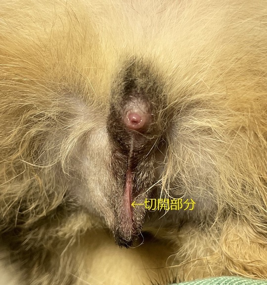 No87.外科症例 猫、他院での術創が離開し、再縫合を行った症例モリヤ動物病院 町田市・大和市つきみ野