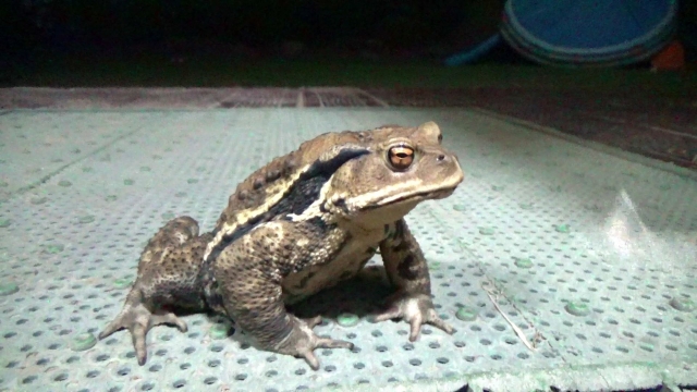 毒カエル、毒投げ矢のカエル Phyllobates Terribilisコロンビアの熱帯雨林から危険な動物。明るい黄色とオレンジ色で有毒な両生類の写真素材・画像素材 Image 34572167