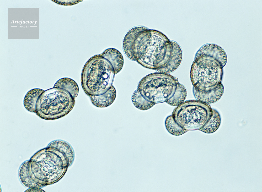 松花粉は神が与えたパーフェクトフード💯, ホルモンバランスを整え、免疫力を高める‼️,松花粉を採取して蜂蜜に入れると美味しいクリーミー蜂蜜に😋🍯💕💕,松花粉,松葉健康法,お松を愛する会