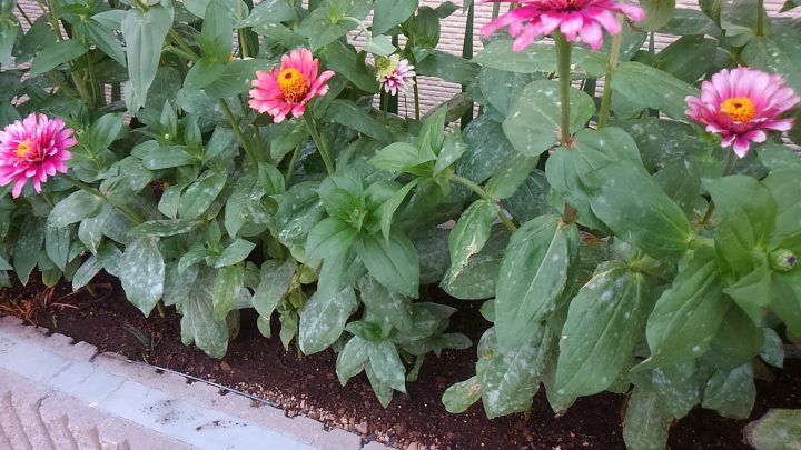 シクラメンの葉っぱに白い粉？カビ？うどん粉病の原因と対処法 – ガーデニング.com