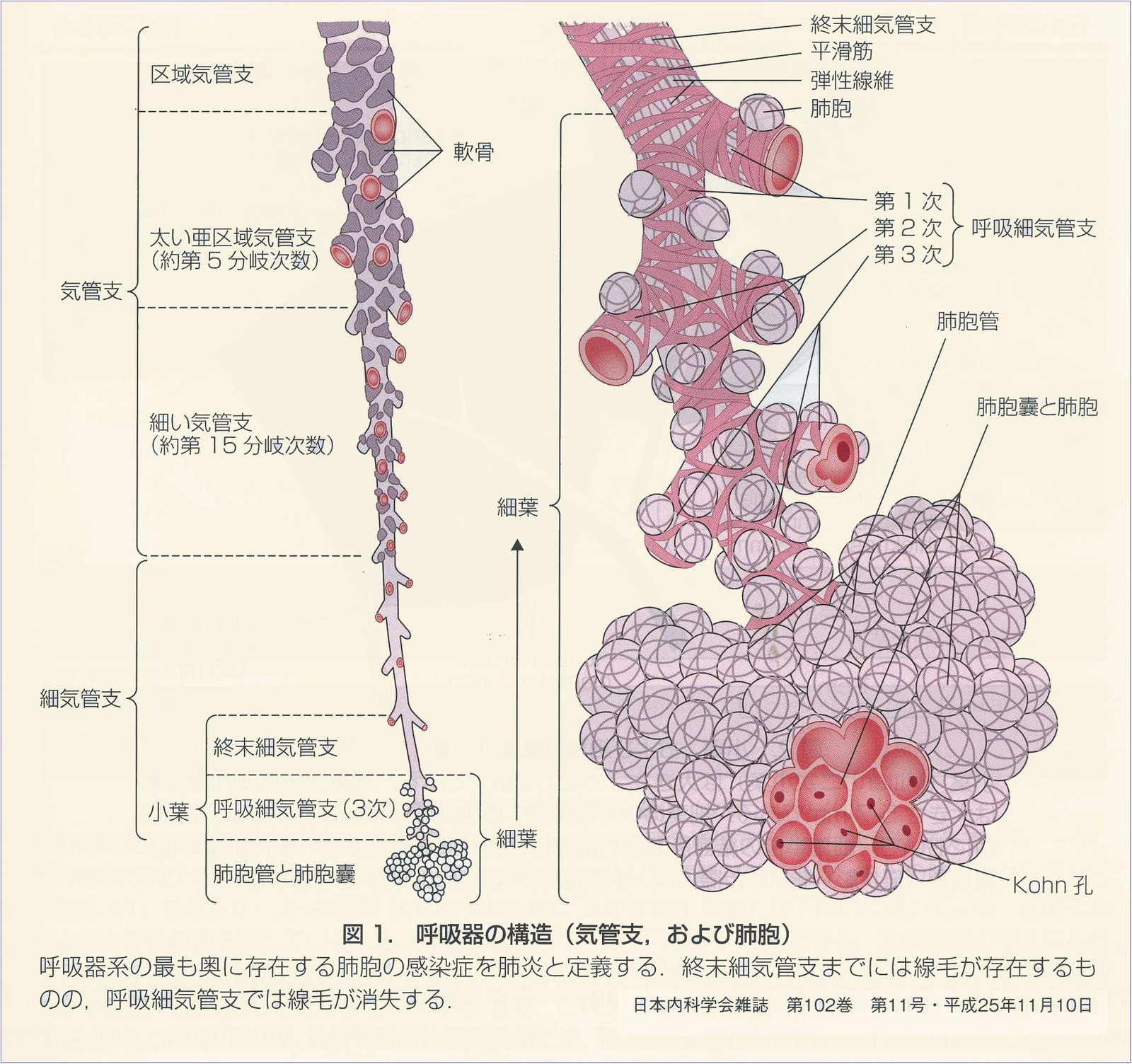 肺胞と肺小葉の構造、肺胞模型 G60肺模型