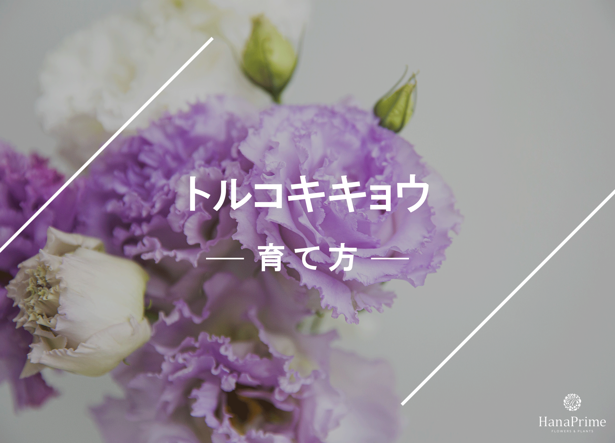 種類別 花をもっと長持ちさせるコツ季節の花 活け方レッスン 11からだにいいこと