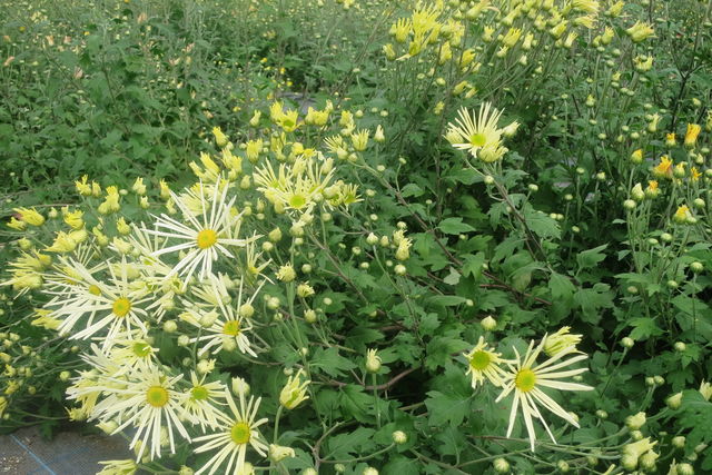 ヒゴロモソウ Salvia splendens シソ科 LamiaceaeLabiataeアキギリ属 三河の植物観察