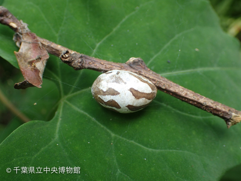 イラガの繭 形と時期、見つけたときの駆除方法を画像付きでご紹介植木剪定.com