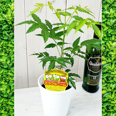 最強は？虫除け用ハーブの鉢おすすめ人気ランキング10選 庭や蚊よけに置ける植物も ランク王