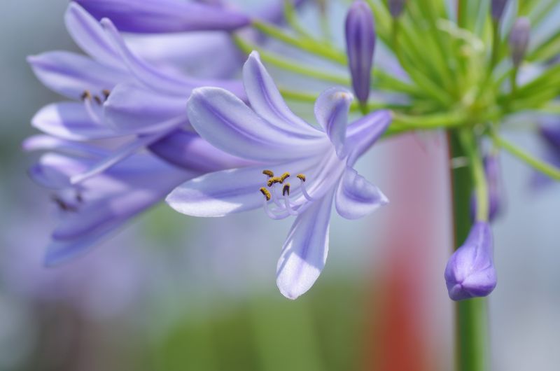 片想いにまつわる切ない花言葉とは胡蝶蘭・スタンド花のプレミアガーデン