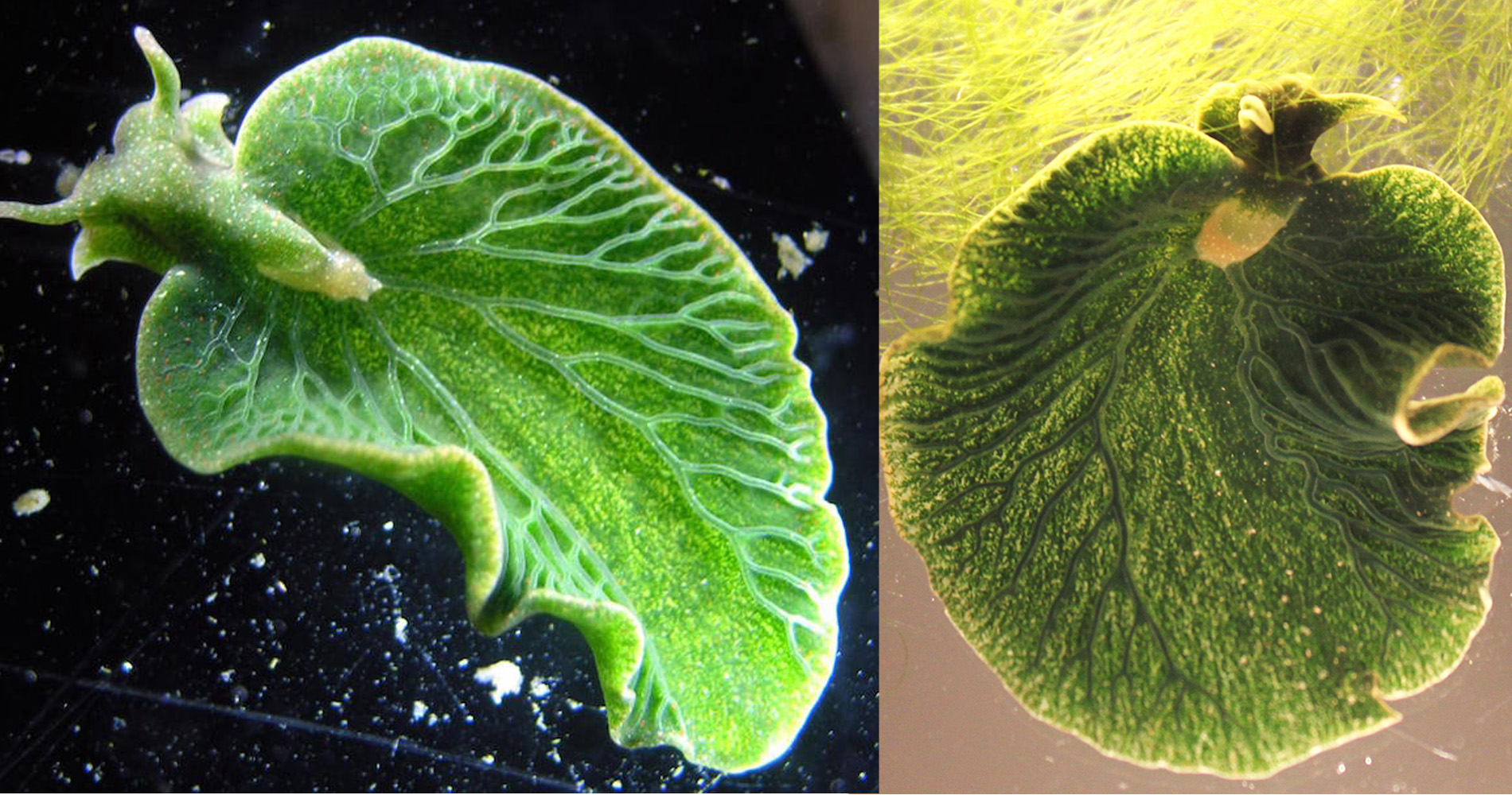 驚愕 光合成を行う動物たち 葉緑体- Z daily news