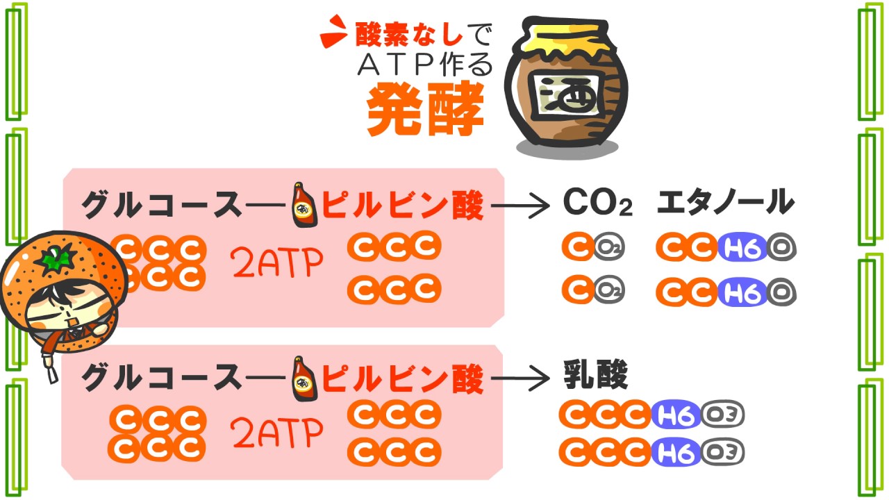 チーズ A to Z: チーズの製造方法：実践編 乳酸菌の種類