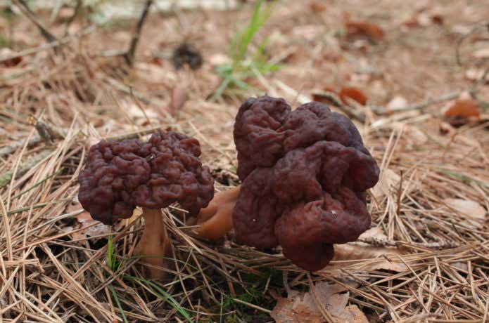 『日本の毒キノコ 150種』小山昇平 著 初の毒きのこカラー図鑑 稀覯本