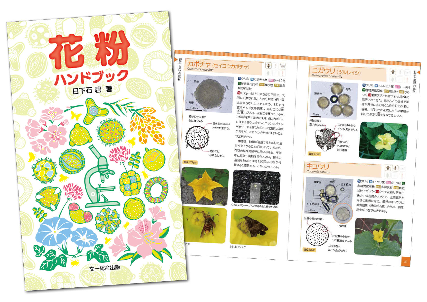 花粉の観察 けんび鏡の使い方