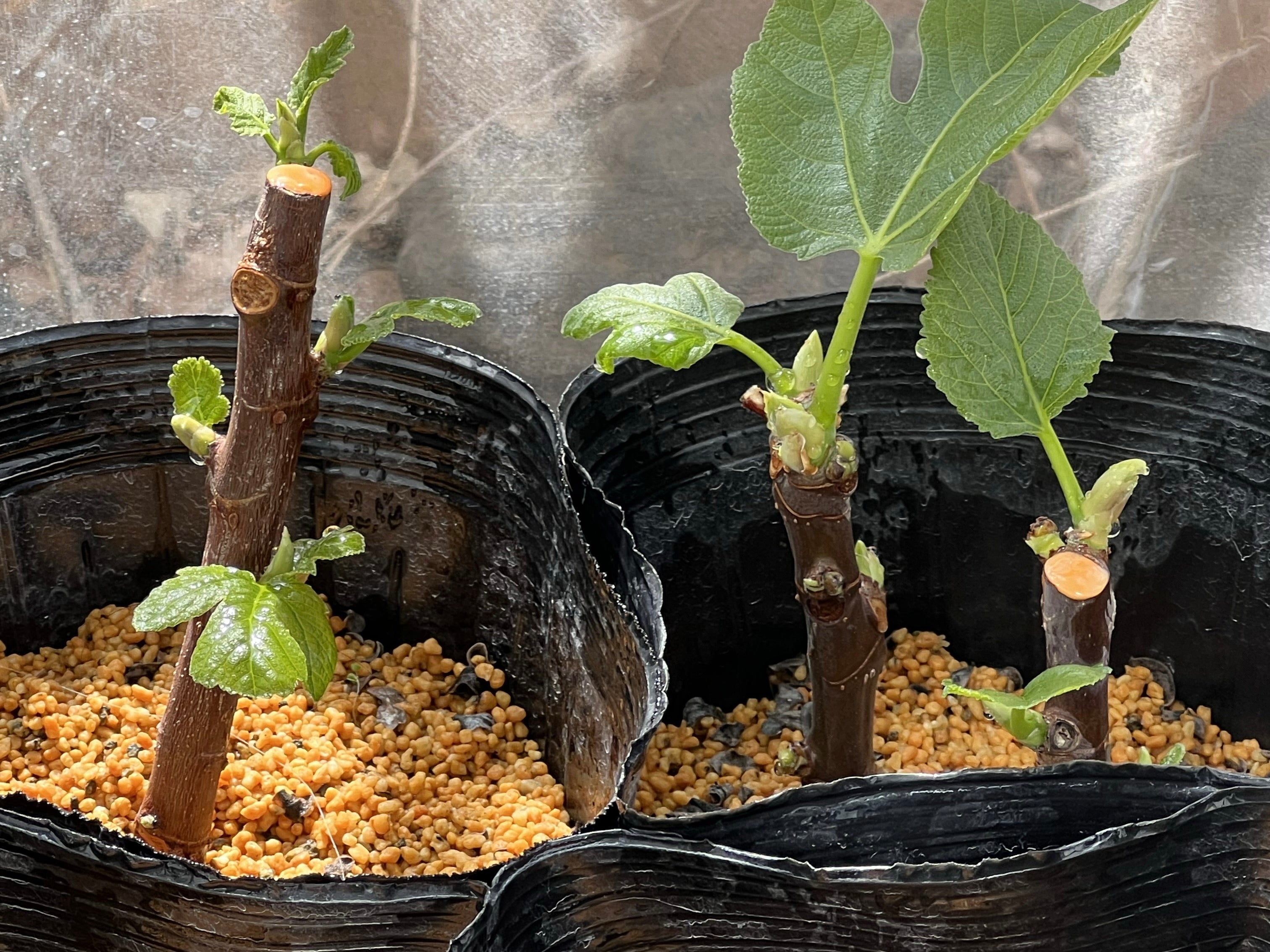 挿し木から始める イチジクの鉢植え育て術！写真で解説