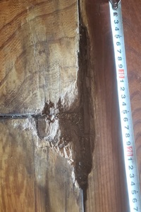 腐った木の写真素材写真素材なら「写真AC」無料 フリー ダウンロードOK