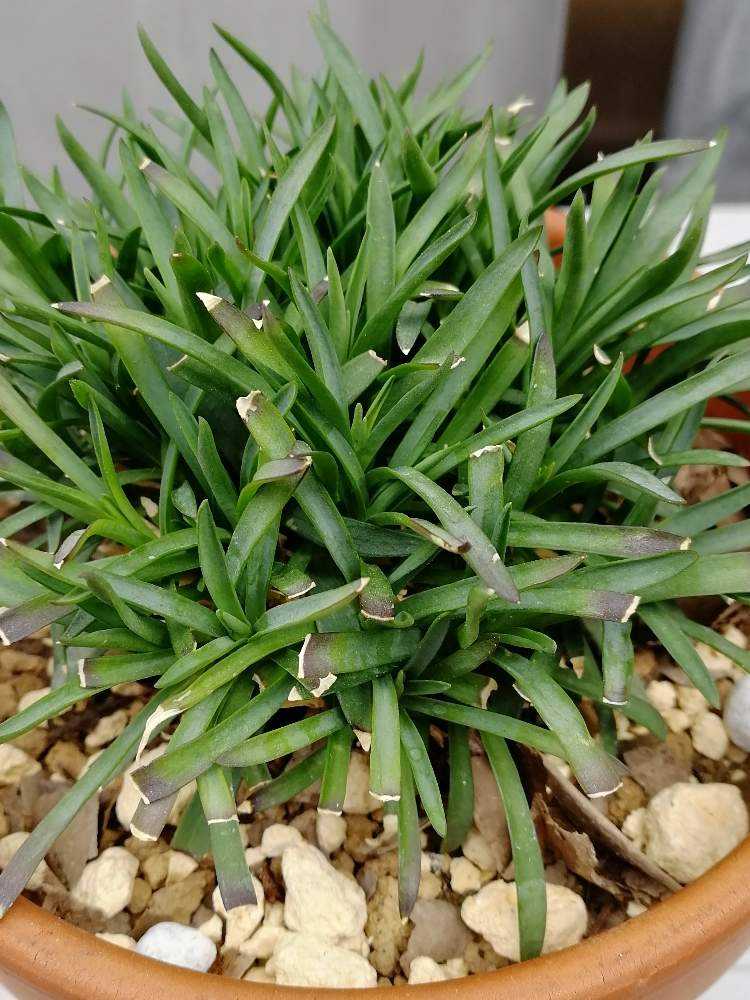 メロンパイの「ナデシコ 