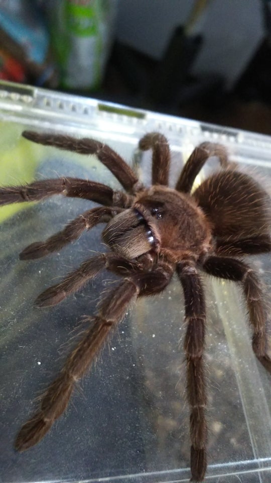 さっちゃん🐛🦂🕷 on X: 