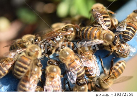 ニホンミツバチ女王蜂の産卵シーン, 花の蜜と花粉を集め群の全てが成り立っている。, 1億年前から続くいのちの仕組み。,ニホンミツバチ,女王蜂の産卵,巣枠式,持続可能な暮らし ,リジェネラティブ,リジェネラティブライフ ,土ができる暮らし,いのちの仕組み,いのちの仕組みの暮らし,未来の暮らし,未来の暮らし研究所 ,パーマカルチャー,