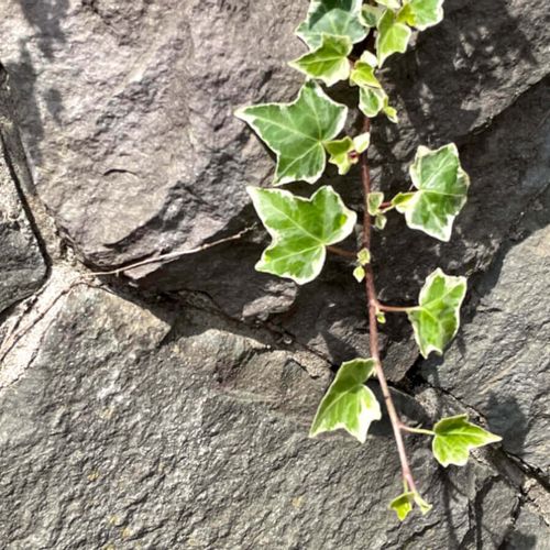 防草シートで雑草を枯らすことはできますか？ : r landscaping