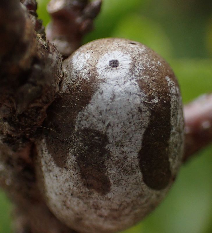 イラガの繭の写真素材6385694- PIXTA