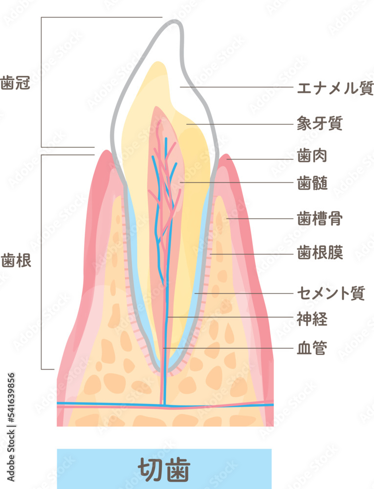 歯の構造と名称 断面図のベクターイラスト素材 Stock VectorAdobe Stock