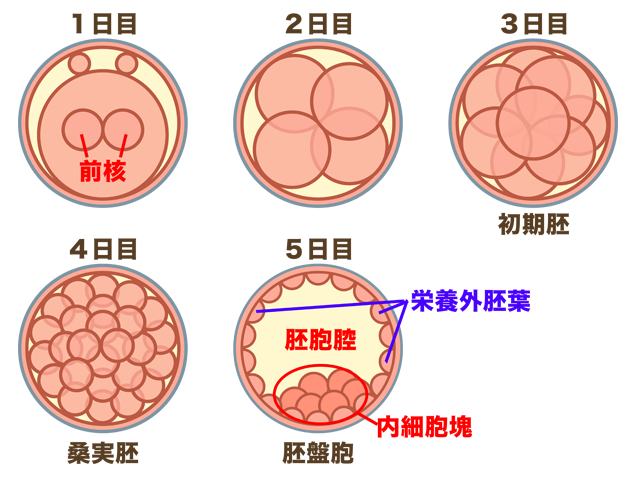 卵の成熟と受精卵の発育について北九州 不妊治療北九州の不妊治療は齋藤シーサイド・レディースクリニック