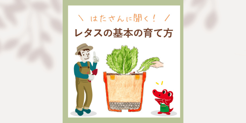 レタス栽培の手引きvalor-navi バローナビ