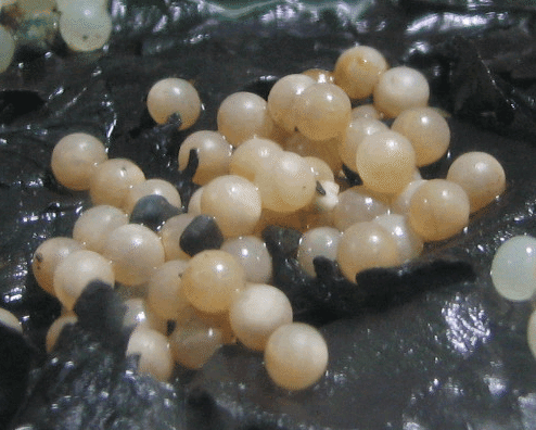 カタツムリの卵がかえったんだ！！ - 信州やまほいくの郷