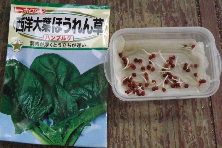 ホウレンソウの育て方・栽培方法失敗しない栽培レッスン 野菜 サカタのタネ 家庭菜園・園芸情報サイト 園芸通信