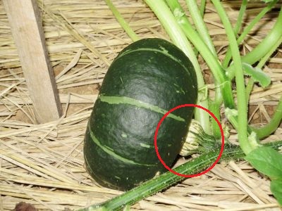 うどんこ病とべと病を防ぐ菜園マスター by Coasys Farm